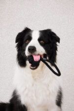 LUUKS UP ROPE Dog Toy Ball With Handle 11cm - Imagen 3