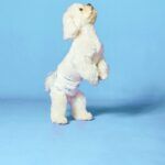 LUUKS UP MALE Dog Diapers XL - 10 uds - Imagen 2